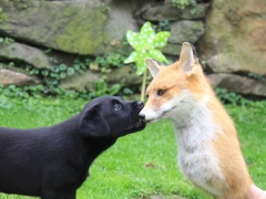 Avanti lernt einen Fuchs kennen