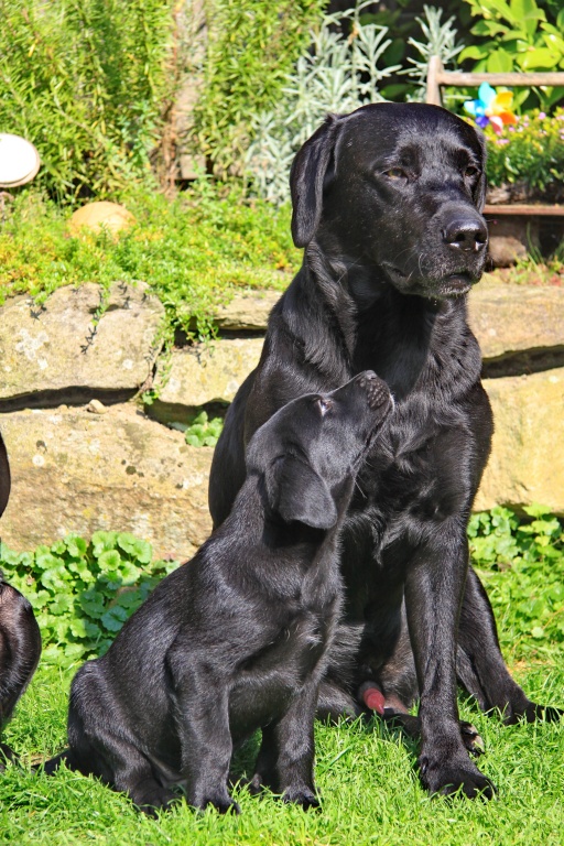 Avanti liebt große schwarze Hunde