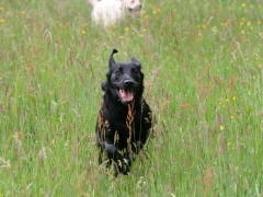 Finja