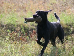 Finja in Belgien