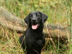 Finja