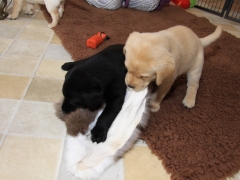 Avanti und Aron mit Kaninchenfell