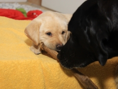 Apple, Rehlauf und Mama Gweny