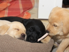 Das Trio - Apple, Avanti, Aron