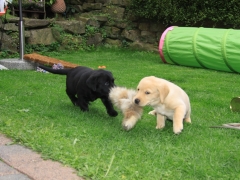 Avanti und Aron mit Lunte