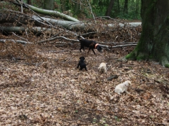 Gwen mit ihrem Trio