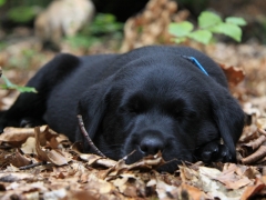 Der Wald hat Avanti geschafft! Tiefenentspannung!