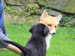 Avanti mit Reinecke auf du und du