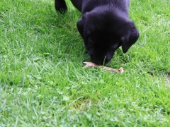 Avanti mit Rehgehörn