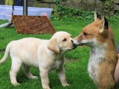 Apple und Fuchs