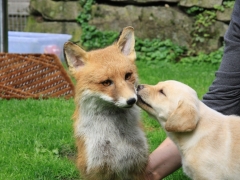Apple und Fuchs