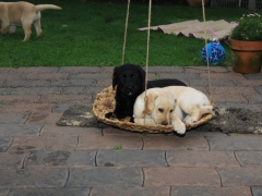 Langsam wird die Schaukel zu klein....oder die Zwerge zu groß!