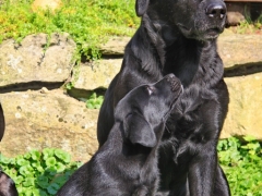 Avanti liebt große schwarze Hunde