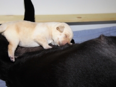 Hündin schläft gemütlich