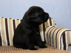 Rüde schwarz