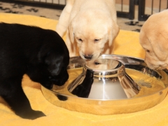 Das Trio beim Fressen