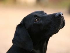 Finja