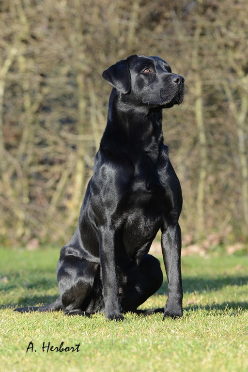 Labrador blaue augen schwarzer Wechseln Hunde